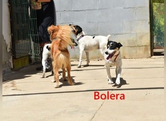 Bolera geb. 02/2018 (ESP) - unkomplizierte und verschmuste Hundedame hat endlich Glück verdient!