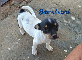 Bernhard geb. 07/2026 (ESP) - furchtloser, kleiner Charmeur sucht seine Menschen!