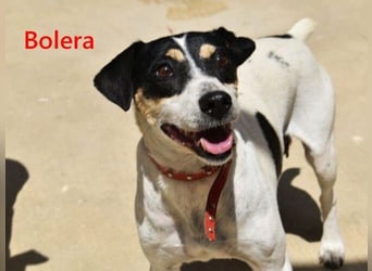 Bolera geb. 02/2018 (ESP) - unkomplizierte und verschmuste Hundedame hat endlich Glück verdient!