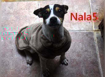 Nala5 geb. 04/2024 (ESP) - liebevolle, kleine Bodeguero Ratonero Andaluz Hündin!