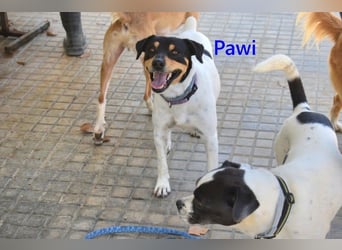 Pawi geb. 01/2022 (ESP) - verschmuster und fröhlicher Hundekumpel!