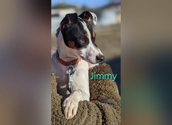 Jimmy geb. 09/2025 (ESP) - neugieriger und sportlicher Ratonero Bodeguero Andaluz Welpe!