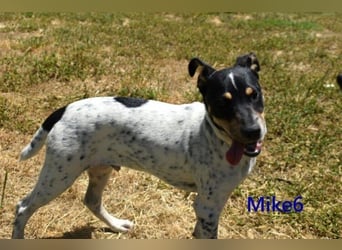 Mike6 geb. 01/2026 (ESP) - offener und sozialer Welpe sucht seine Familie!