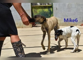 Mike6 geb. 01/2026 (ESP) - offener und sozialer Welpe sucht seine Familie!