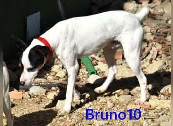 Bruno10 geb. 02/2025 (ESP) - verschmuster und menschenbezogener Bodeguero Ratonero Andaluz Welpe!