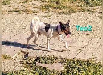 Teo2 geb. 04/2022 (ESP) - kleiner, fröhlicher Charmeur sucht SEINE Menschen!