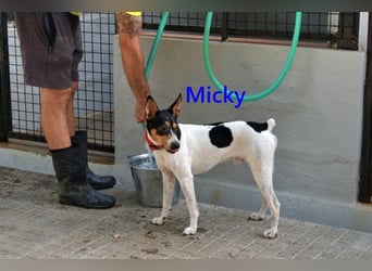 Micky geb. 01/2025 (ESP) - freundlicher, hübscher Hundejunge!