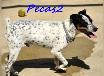 Pecas2 geb. 09/2020 (ESP) - sehr lieber, kleiner Bodeguero sucht das Glück!