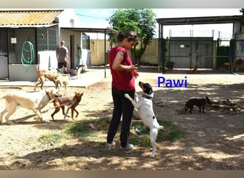 Pawi geb. 01/2022 (ESP) - verschmuster und fröhlicher Hundekumpel!
