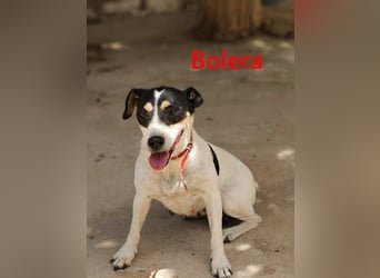 Bolera geb. 02/2018 (ESP) - unkomplizierte und verschmuste Hundedame hat endlich Glück verdient!