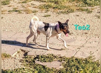 Teo2 geb. 04/2022 (ESP) - kleiner, fröhlicher Charmeur sucht SEINE Menschen!