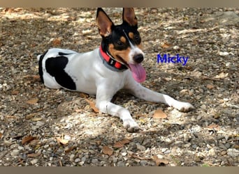 Micky geb. 01/2025 (ESP) - freundlicher, hübscher Hundejunge!