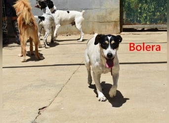 Bolera geb. 02/2018 (ESP) - unkomplizierte und verschmuste Hundedame hat endlich Glück verdient!