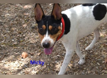 Micky geb. 01/2025 (ESP) - freundlicher, hübscher Hundejunge!