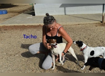 Tacho geb. 06/2024 (ESP) - verträglicher Hundebub sucht seinen Wirkungskreis!