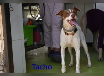 Tacho geb. 06/2024 (ESP) - verträglicher Hundebub sucht seinen Wirkungskreis!
