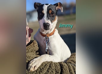 Jimmy geb. 09/2025 (ESP) - neugieriger und sportlicher Ratonero Bodeguero Andaluz Welpe!