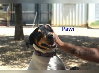 Pawi geb. 01/2022 (ESP) - verschmuster und fröhlicher Hundekumpel!