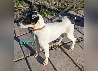 Jimmy geb. 09/2025 (ESP) - neugieriger und sportlicher Ratonero Bodeguero Andaluz Welpe!