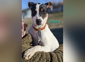 Jimmy geb. 09/2025 (ESP) - neugieriger und sportlicher Ratonero Bodeguero Andaluz Welpe!