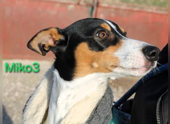 Miko3 geb. 04/2025 (ESP) - fröhlicher, verträglicher und neugieriger Bodeguero Welpe!