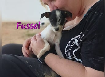 Fussel geb. 07/2026 (ESP) - liebevolles Hundemächen sucht ihre Menschen!