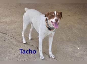 Tacho geb. 06/2024 (ESP) - verträglicher Hundebub sucht seinen Wirkungskreis!