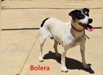 Bolera geb. 02/2018 (ESP) - unkomplizierte und verschmuste Hundedame hat endlich Glück verdient!