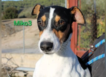 Miko3 geb. 04/2025 (ESP) - fröhlicher, verträglicher und neugieriger Bodeguero Welpe!