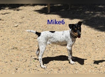 Mike6 geb. 01/2026 (ESP) - offener und sozialer Welpe sucht seine Familie!