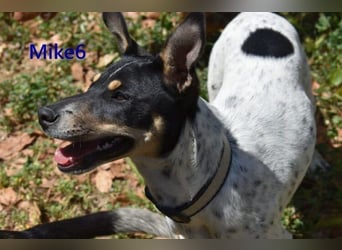 Mike6 geb. 01/2026 (ESP) - offener und sozialer Welpe sucht seine Familie!