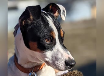 Jimmy geb. 09/2025 (ESP) - neugieriger und sportlicher Ratonero Bodeguero Andaluz Welpe!