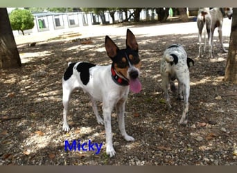 Micky geb. 01/2025 (ESP) - freundlicher, hübscher Hundejunge!