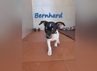 Bernhard geb. 07/2026 (ESP) - furchtloser, kleiner Charmeur sucht seine Menschen!
