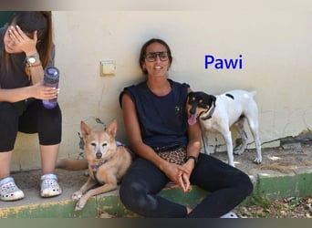 Pawi geb. 01/2022 (ESP) - verschmuster und fröhlicher Hundekumpel!