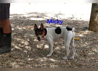 Micky geb. 01/2025 (ESP) - freundlicher, hübscher Hundejunge!