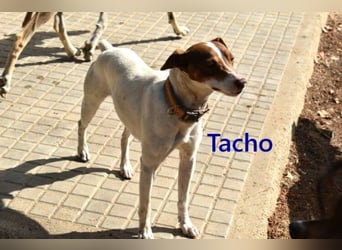 Tacho geb. 06/2024 (ESP) - verträglicher Hundebub sucht seinen Wirkungskreis!