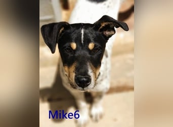 Mike6 geb. 01/2026 (ESP) - offener und sozialer Welpe sucht seine Familie!