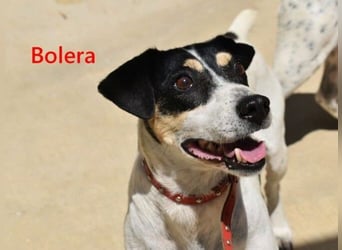 Bolera geb. 02/2018 (ESP) - unkomplizierte und verschmuste Hundedame hat endlich Glück verdient!