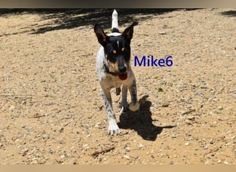 Mike6 geb. 01/2026 (ESP) - offener und sozialer Welpe sucht seine Familie!