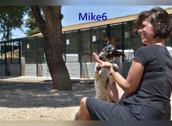 Mike6 geb. 01/2026 (ESP) - offener und sozialer Welpe sucht seine Familie!