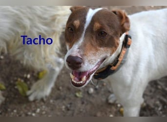 Tacho geb. 06/2024 (ESP) - verträglicher Hundebub sucht seinen Wirkungskreis!