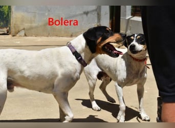 Bolera geb. 02/2018 (ESP) - unkomplizierte und verschmuste Hundedame hat endlich Glück verdient!