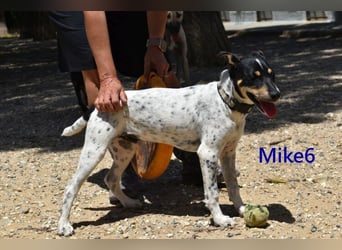 Mike6 geb. 01/2026 (ESP) - offener und sozialer Welpe sucht seine Familie!