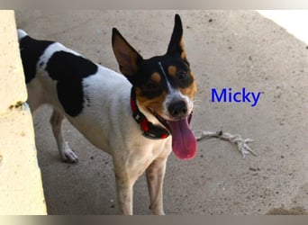 Micky geb. 01/2025 (ESP) - freundlicher, hübscher Hundejunge!