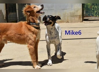 Mike6 geb. 01/2026 (ESP) - offener und sozialer Welpe sucht seine Familie!