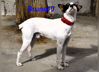 Bruno10 geb. 02/2025 (ESP) - verschmuster und menschenbezogener Bodeguero Ratonero Andaluz Welpe!