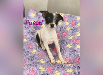 Fussel geb. 07/2026 (ESP) - liebevolles Hundemächen sucht ihre Menschen!