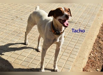 Tacho geb. 06/2024 (ESP) - verträglicher Hundebub sucht seinen Wirkungskreis!