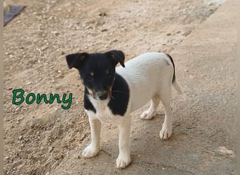 Bonny geb. 07/2026 (ESP) - zeigen wir ihm, dass Menschen durchaus Gutes in sich tragen!